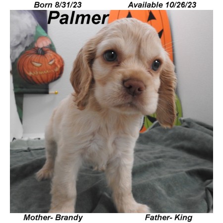 puppy, for, sale, Cocker Spaniel, Joe & Cherri  Overlease, dog, breeder, Miller, MO, dog-breeder, puppy-for-sale, forsale, nearby, find, puppyfind, locator, puppylocator, aca